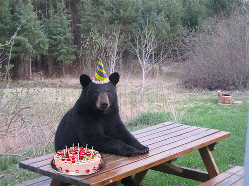 Projet_JA_DM_1369831580_anniversaire_ours.jpg