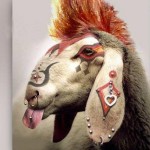 Avatar du membre